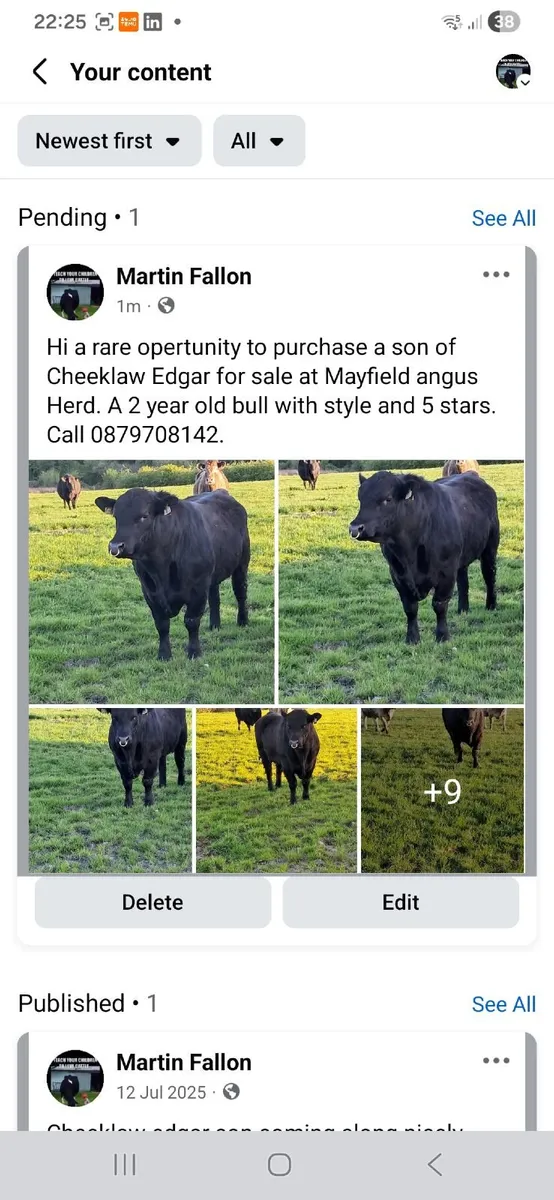 Bull - Image 4