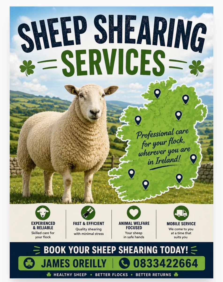 Sheep shearing services - Image 1