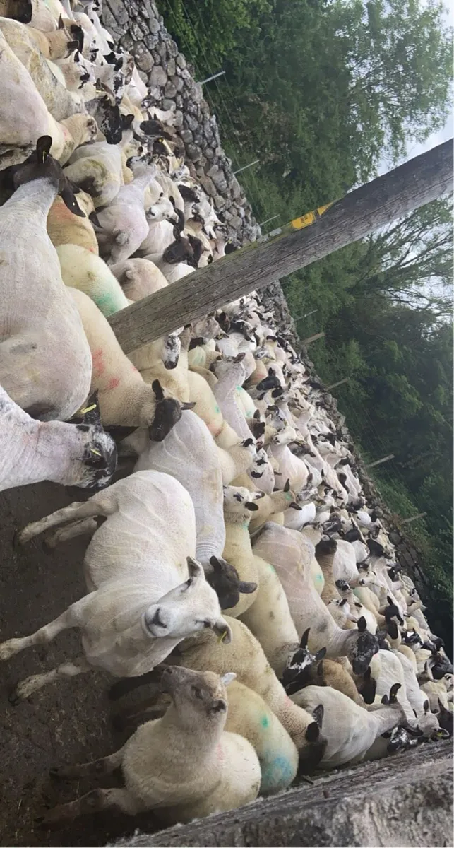 Sheep shearing services - Image 2