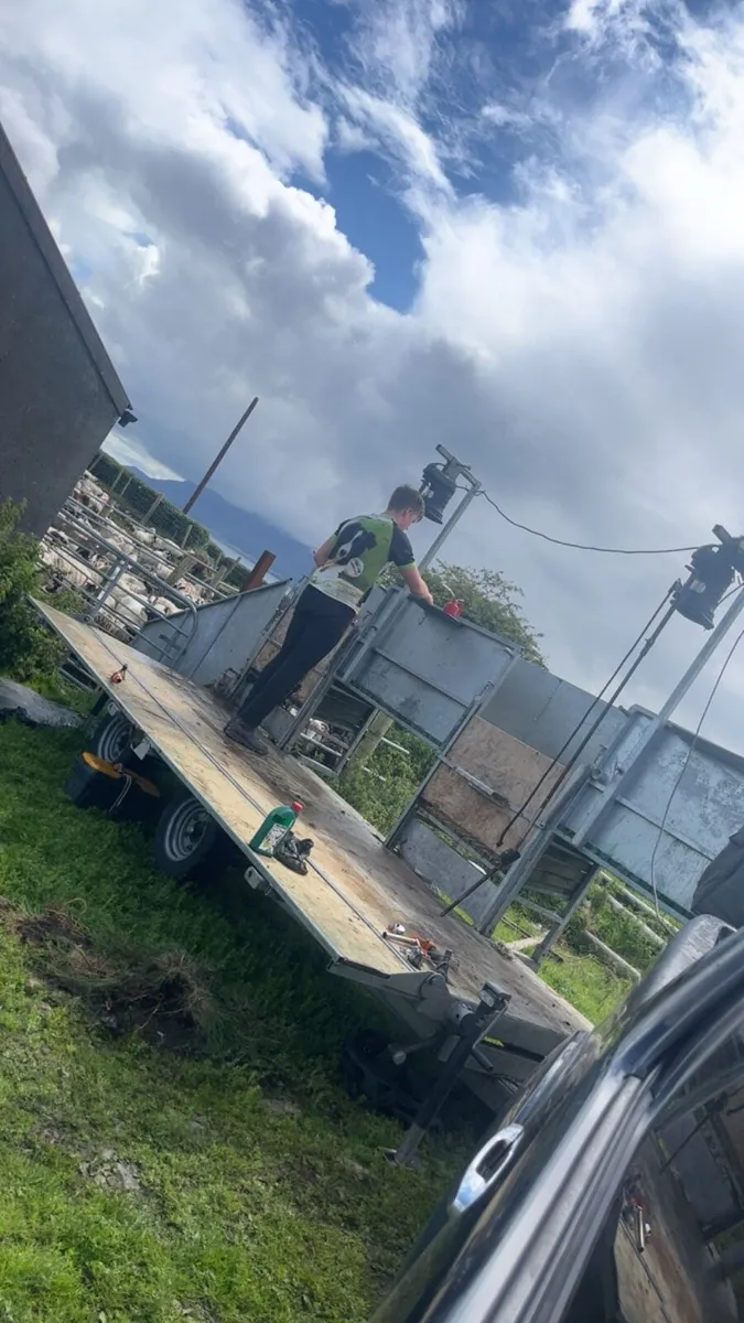 Sheep shearing services - Image 3