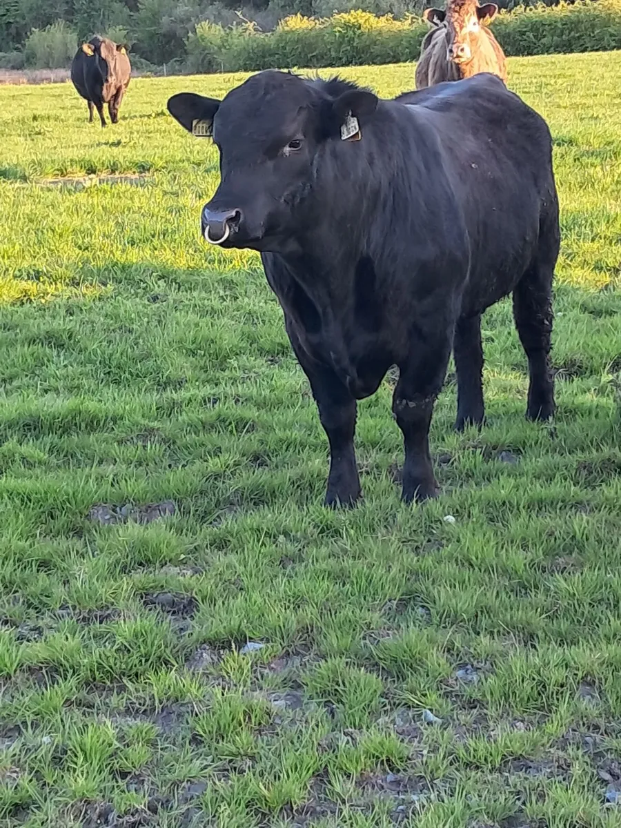 Bull - Image 2