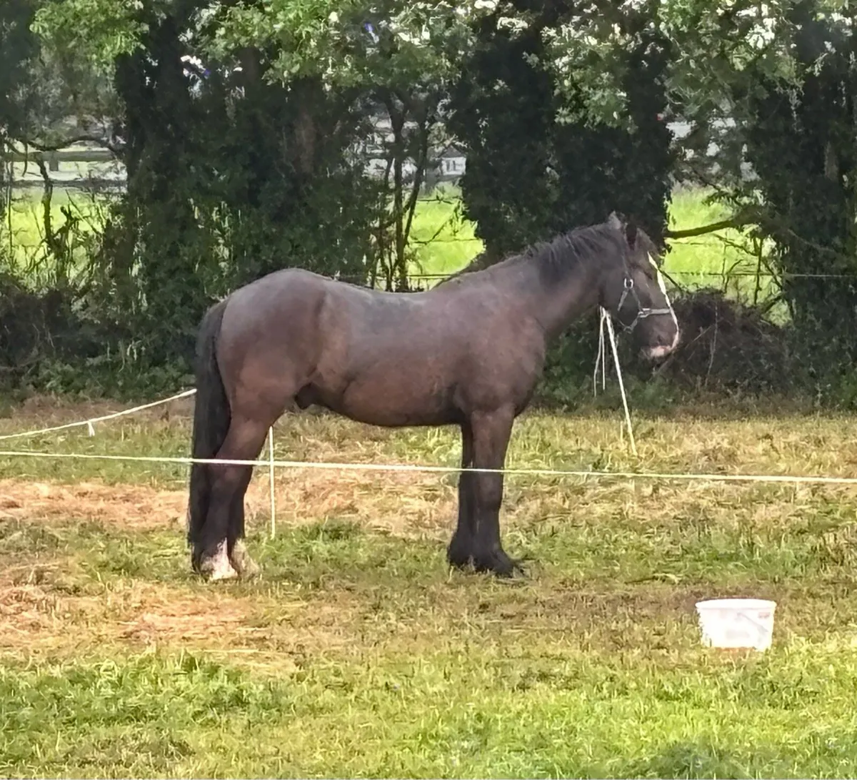 FLASHY 14h LIGHTWEIGHT COB GELDING - Image 1