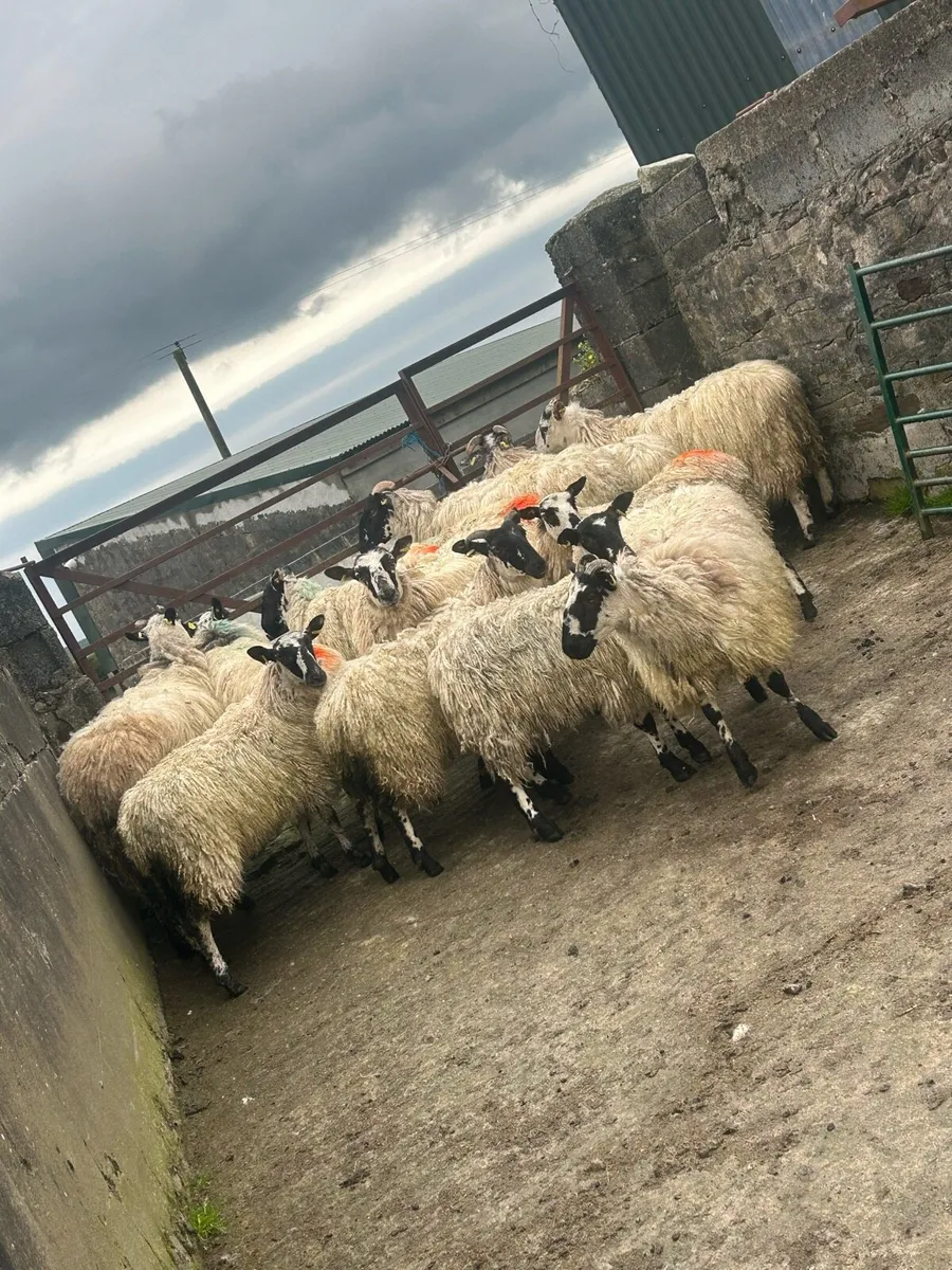 Mules - Image 1
