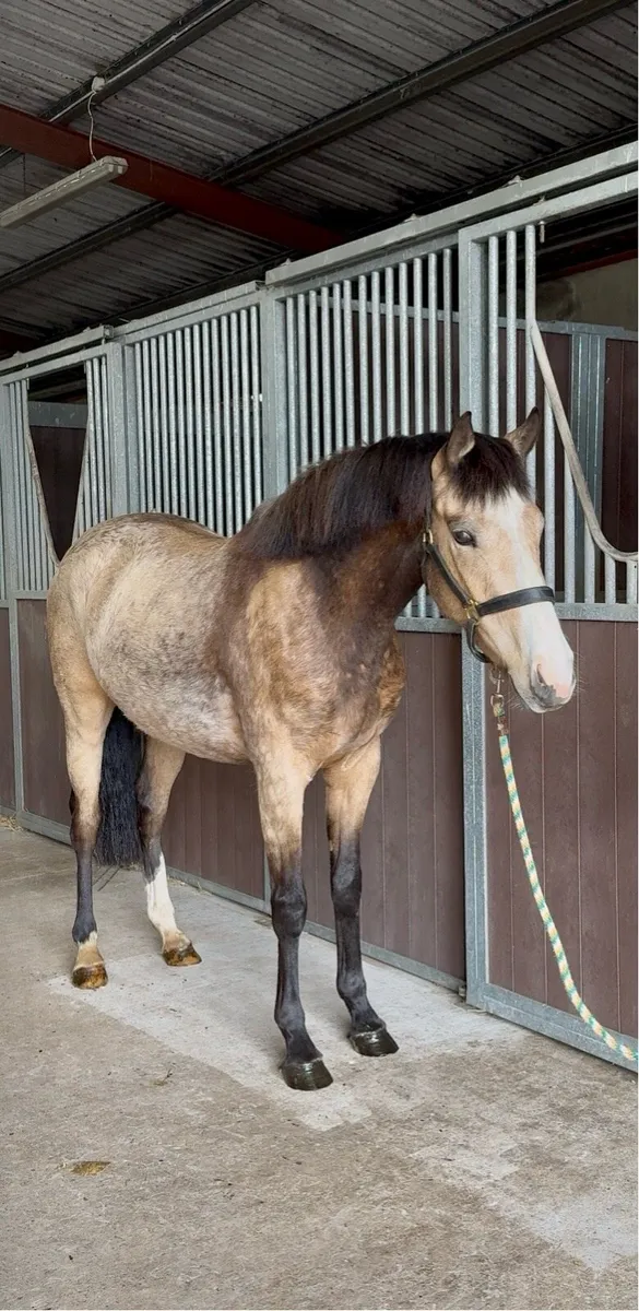 Beautiful dun mare - Image 1