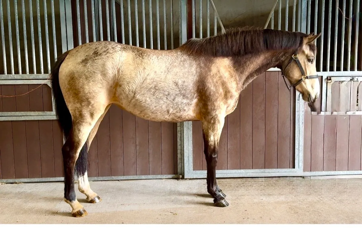 Beautiful dun mare - Image 2