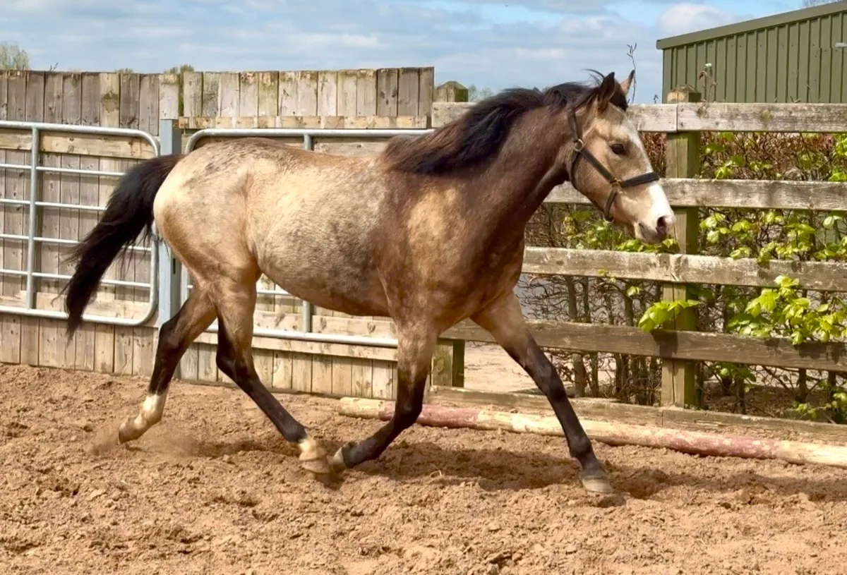 Beautiful dun mare - Image 3