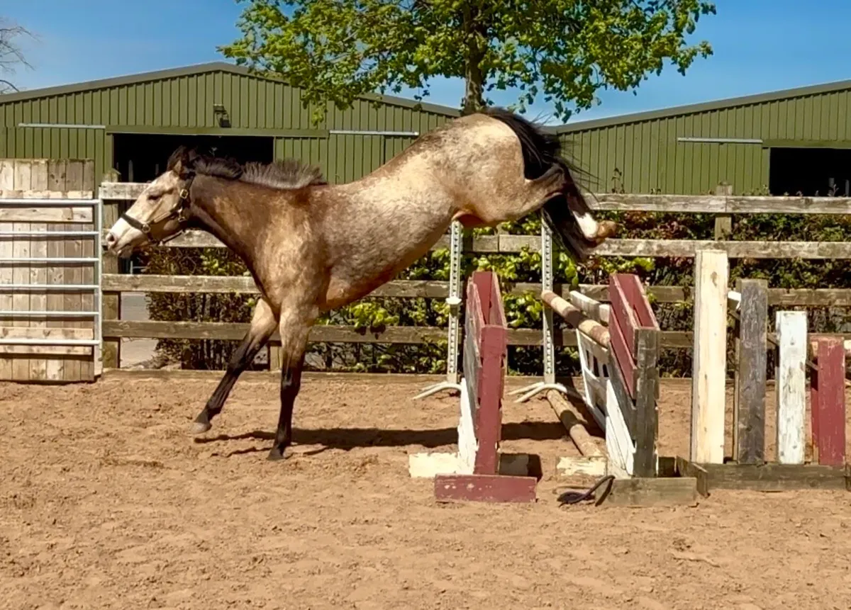 Beautiful dun mare - Image 4