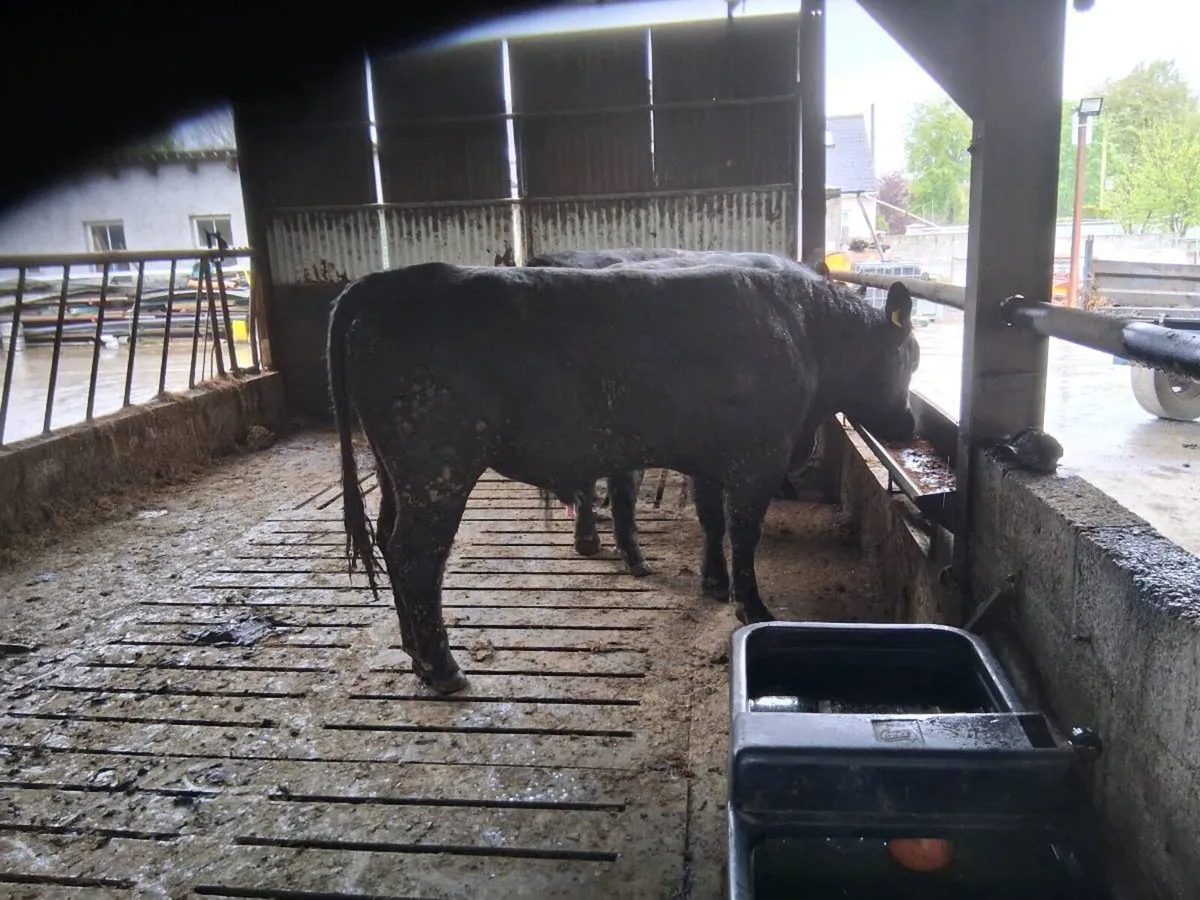 Irish  Angus Bulls - Image 2