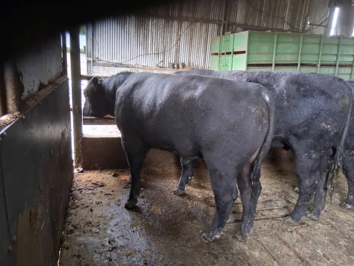 Irish  Angus Bulls - Image 3
