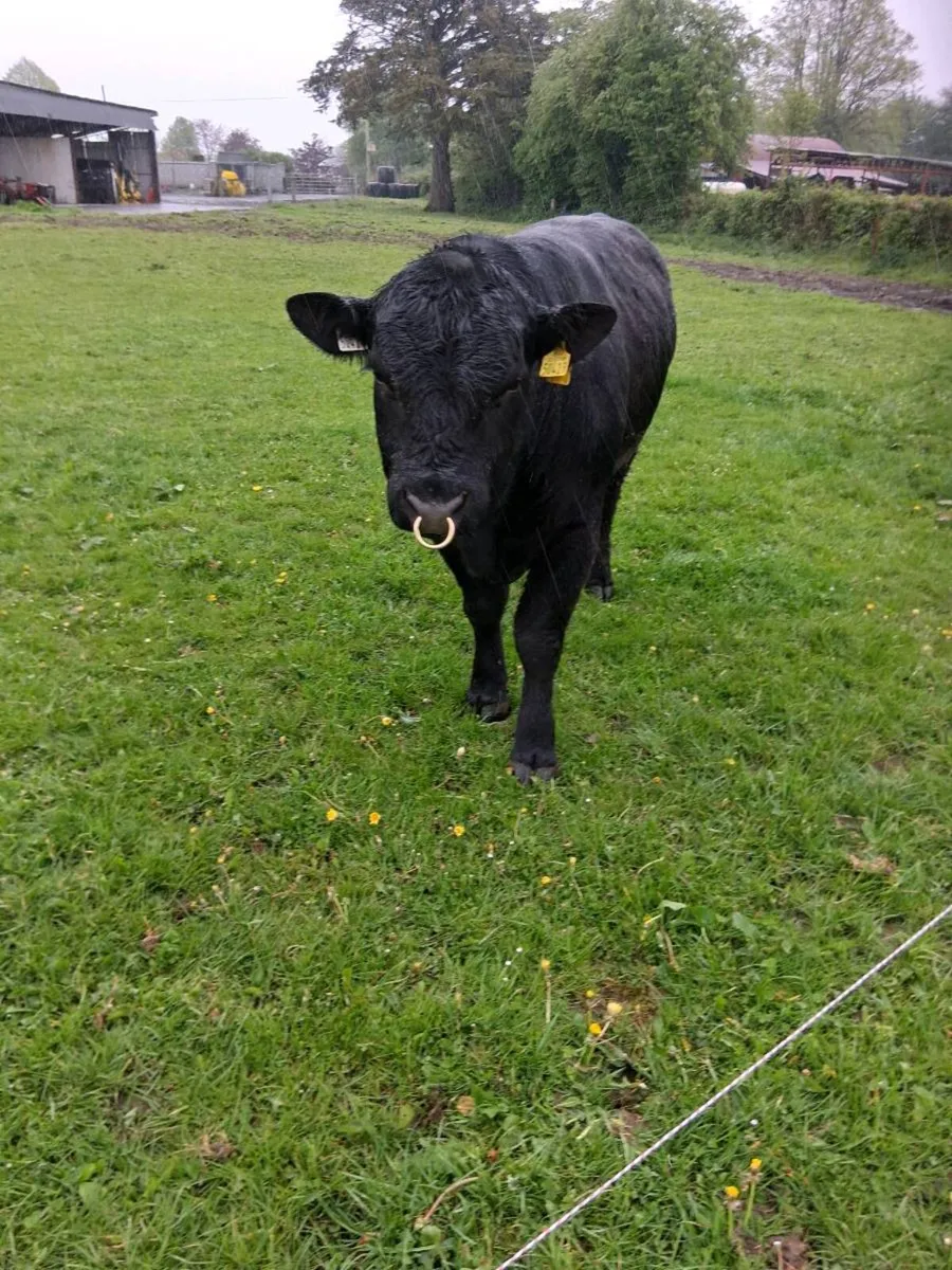 Irish  Angus Bulls - Image 4