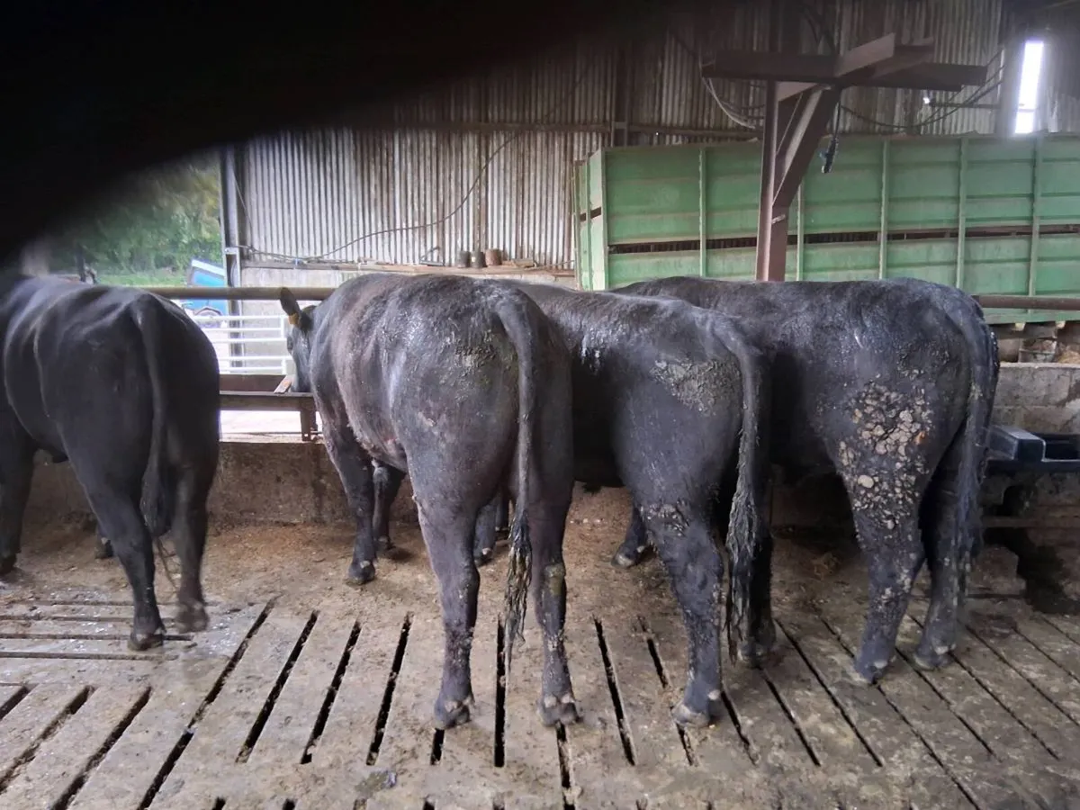 Irish  Angus Bulls - Image 1