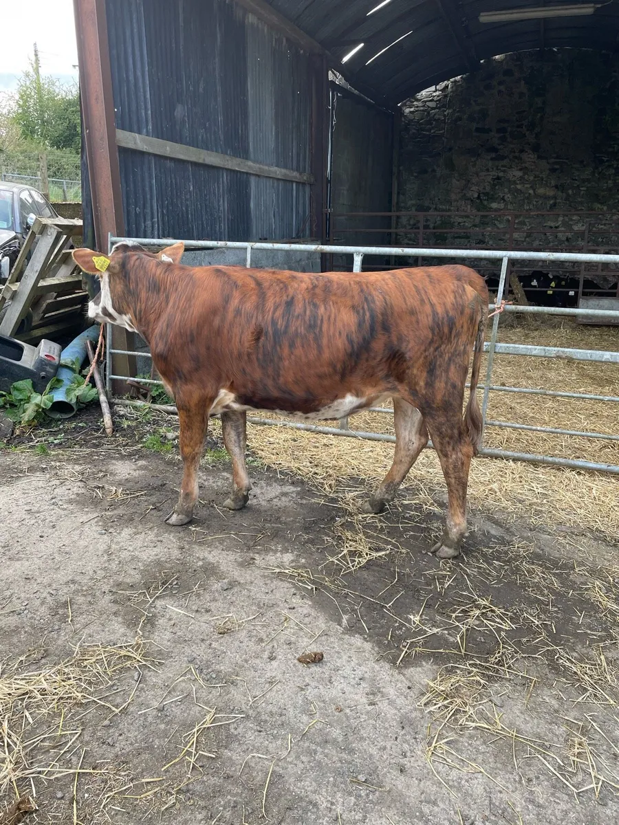 Hereford heifers - Image 2
