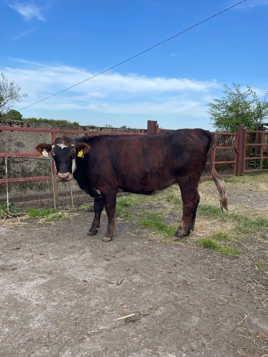 Hereford heifers - Image 3