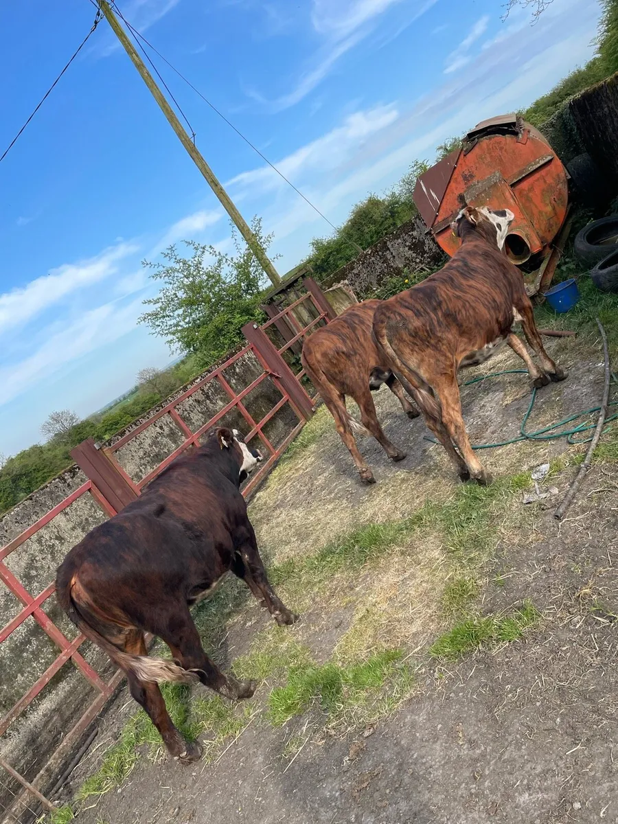 Hereford heifers - Image 4