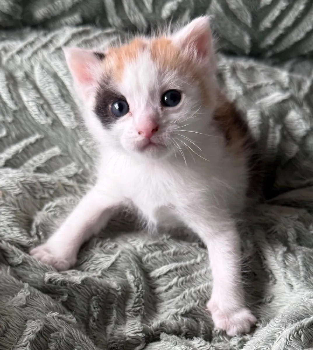 Crossed Maine Coon - Female