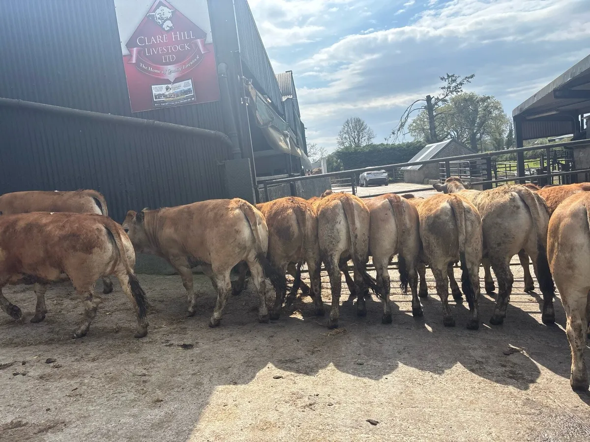 Purebred 5 star aubrac heifers - Image 3