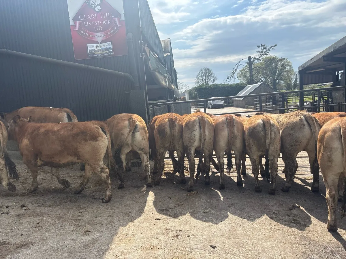 Purebred 5 star aubrac heifers - Image 1