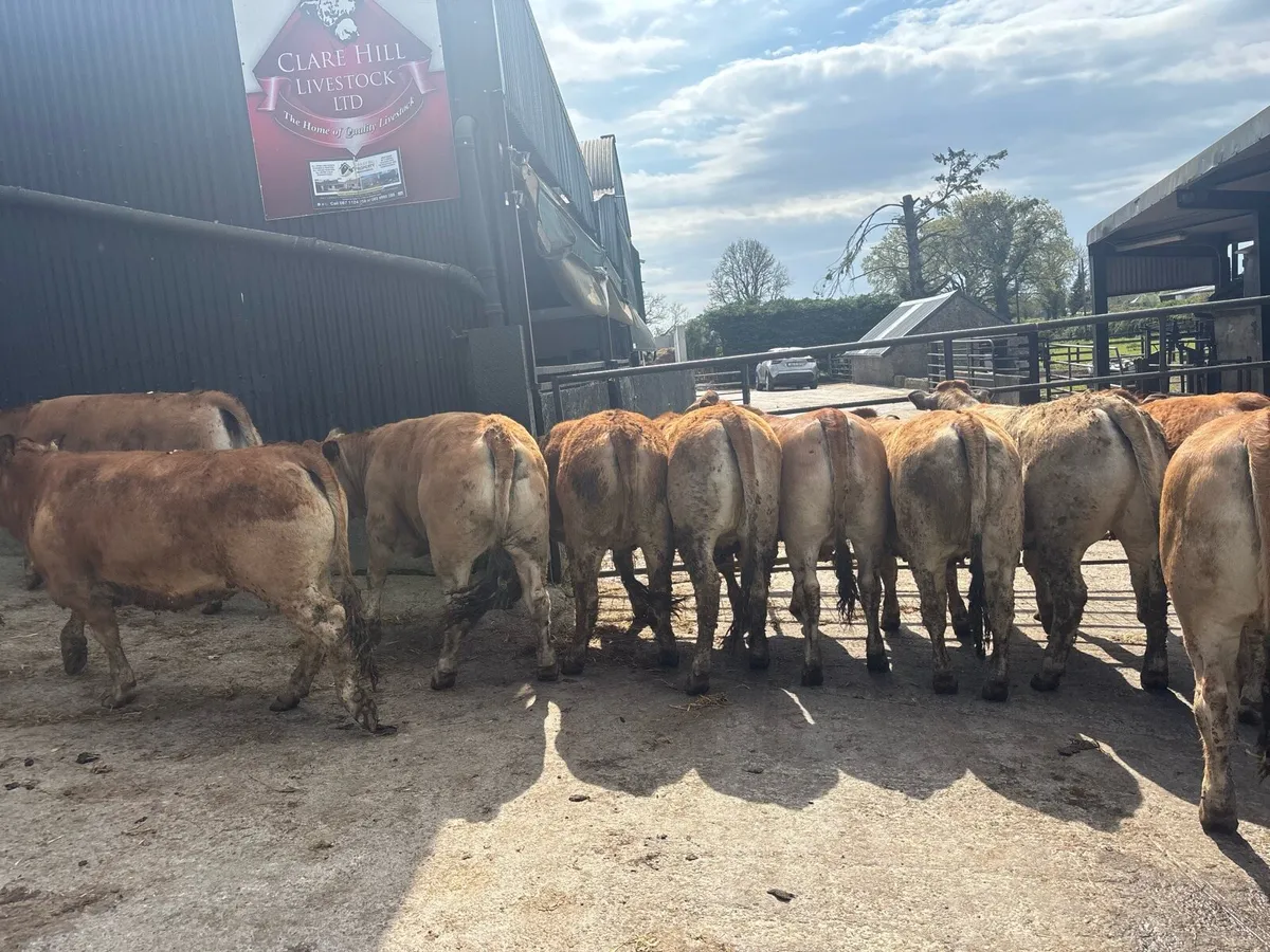 Purebred 5 star aubrac heifers - Image 2