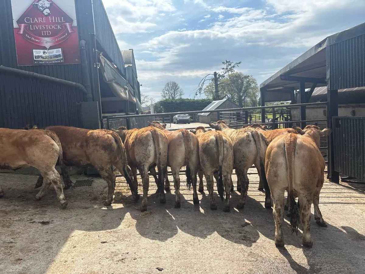 Purebred 5 star aubrac heifers - Image 4