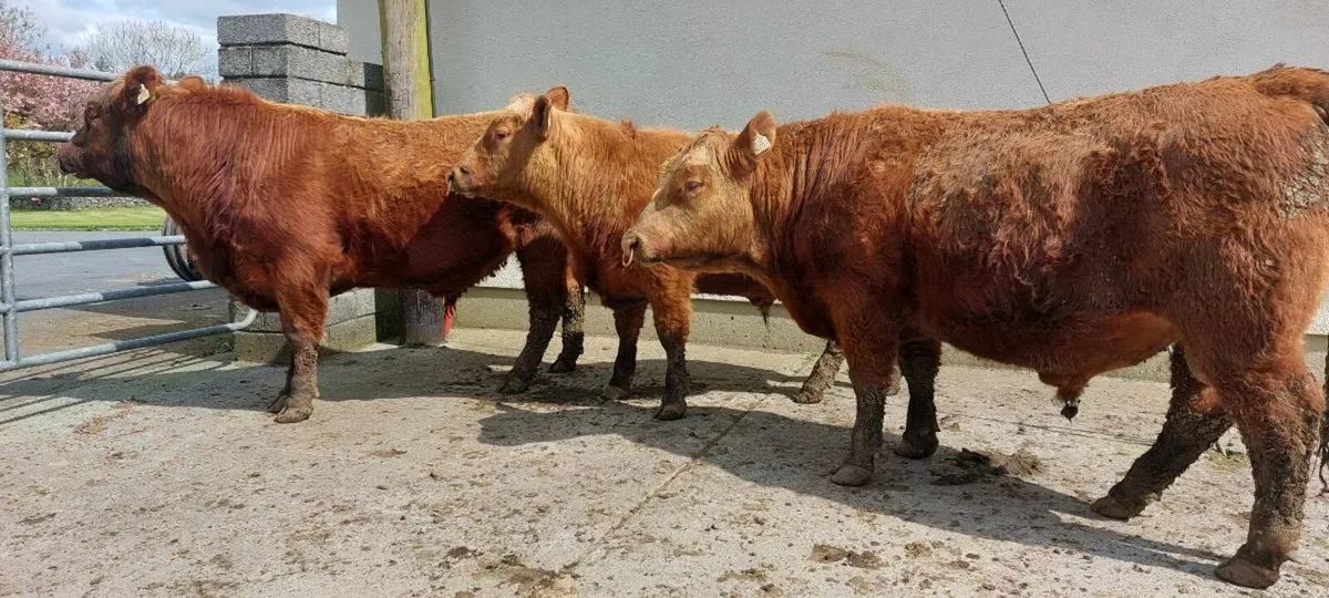 Quality Outcross Red Angus Bulls for sale - Image 1