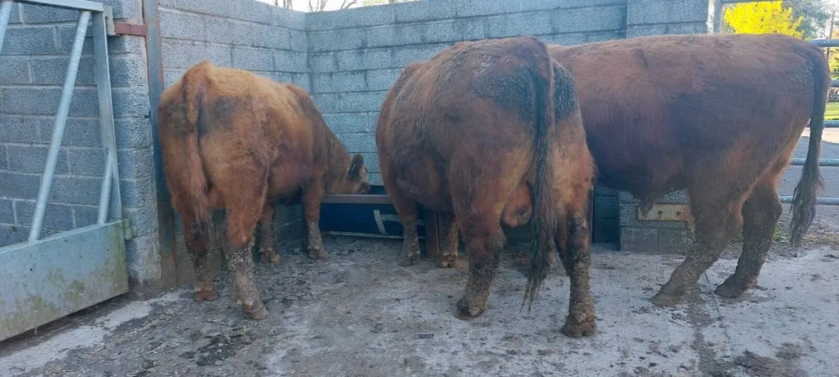 Quality Outcross Red Angus Bulls for sale - Image 2