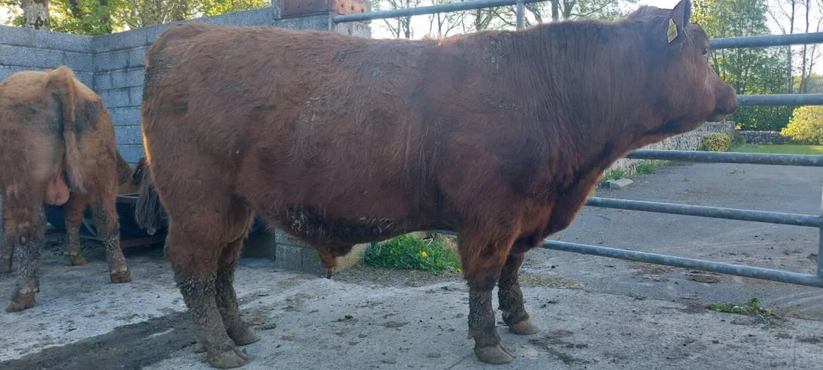 Quality Outcross Red Angus Bulls for sale - Image 3