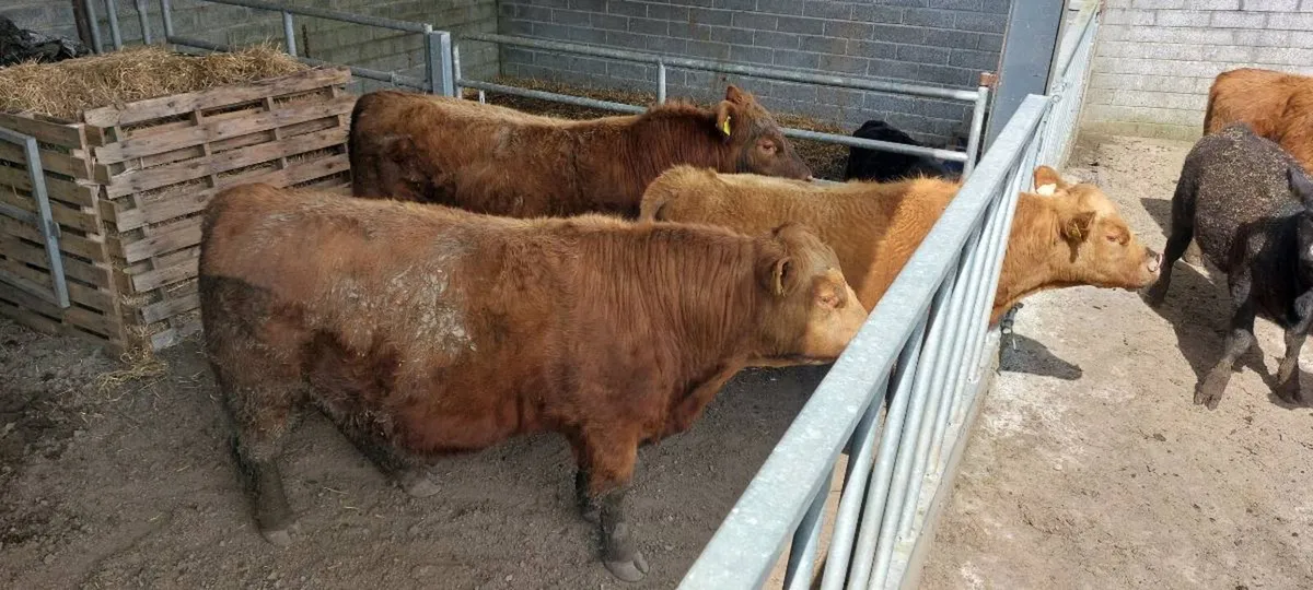 Quality Outcross Red Angus Bulls for sale - Image 4