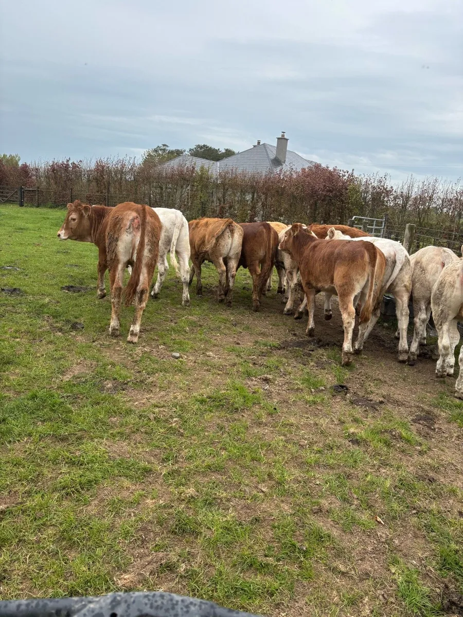 12 super u grade continental heifers - Image 1