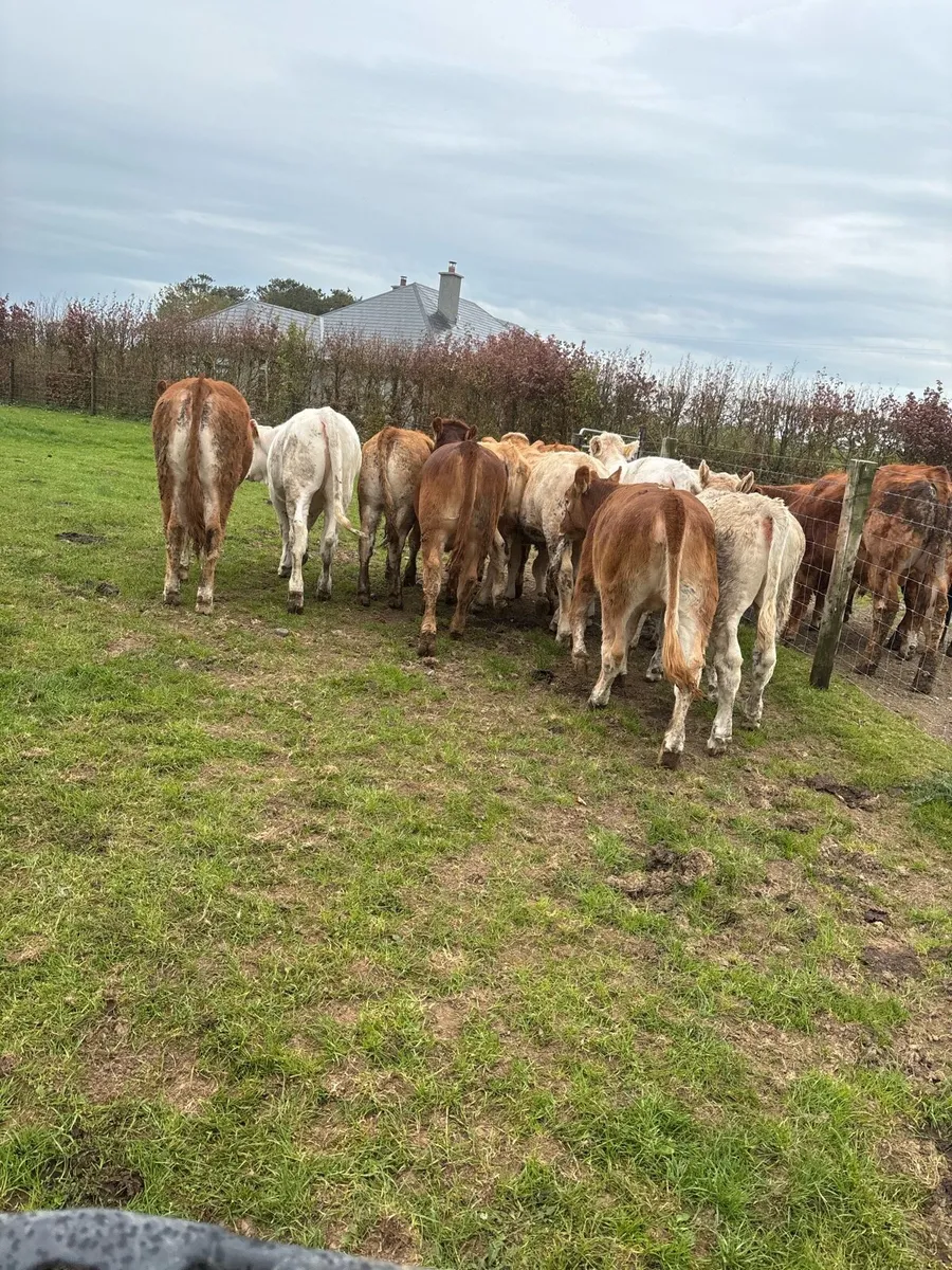 12 super u grade continental heifers - Image 2