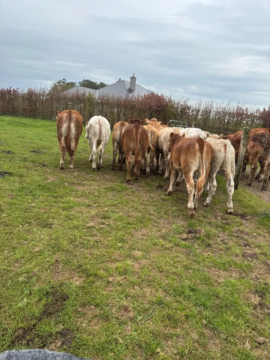 12 super u grade continental heifers - Image 4