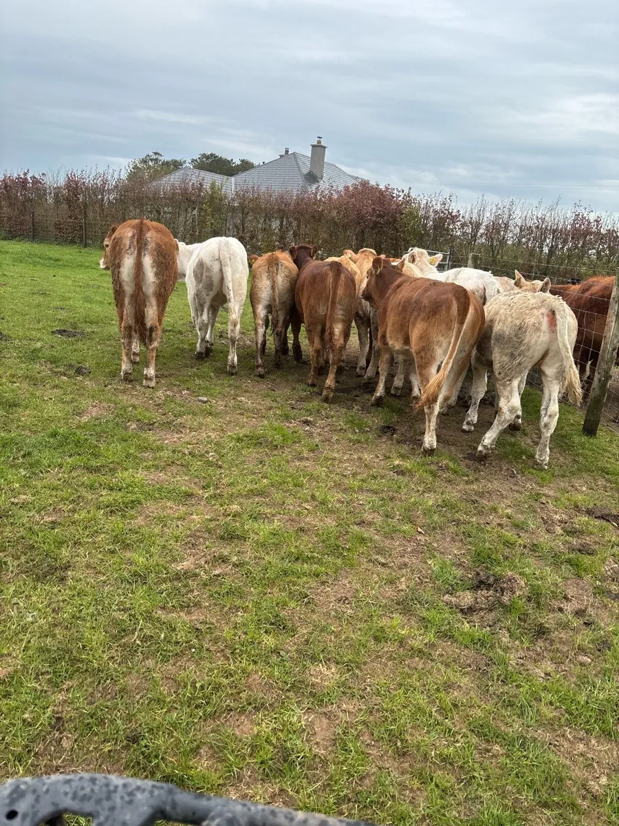 12 super u grade continental heifers - Image 3