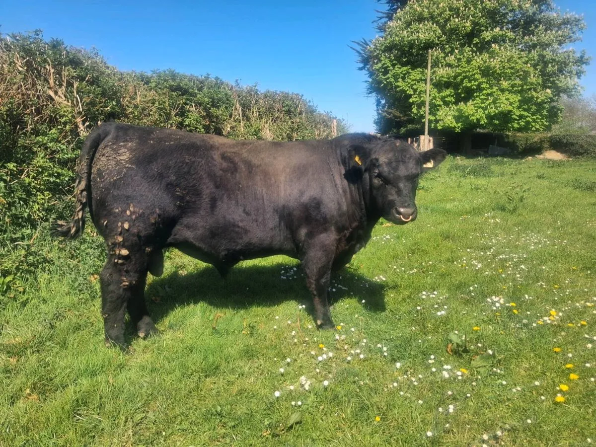 Angus bulls - Image 1