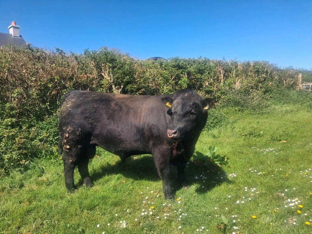 Angus bulls - Image 2