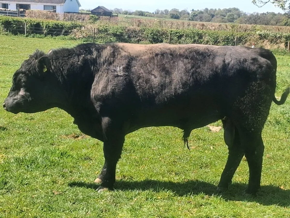 Angus bulls - Image 3