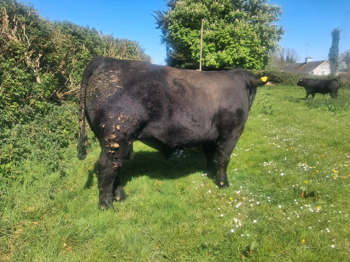 Angus bulls - Image 4