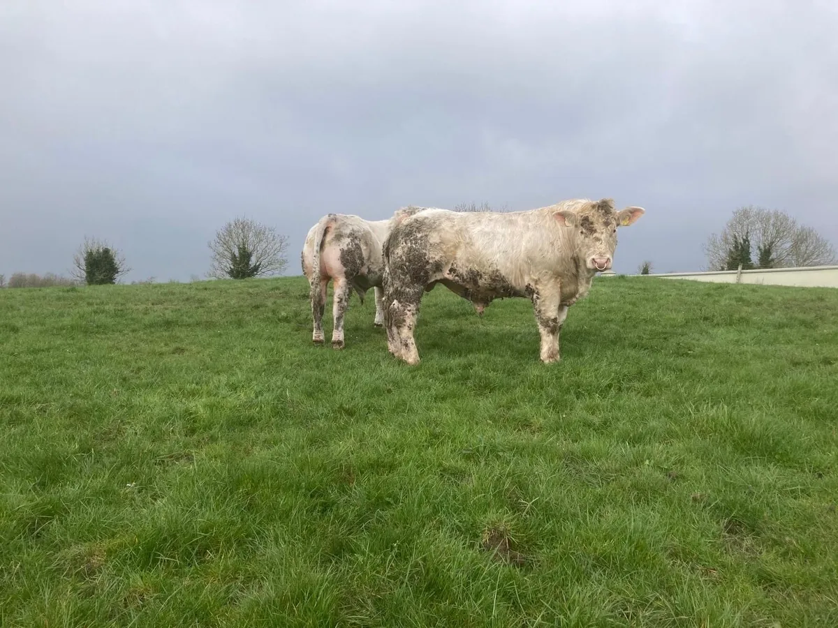 Pedigree Charolais Bulls - Image 1