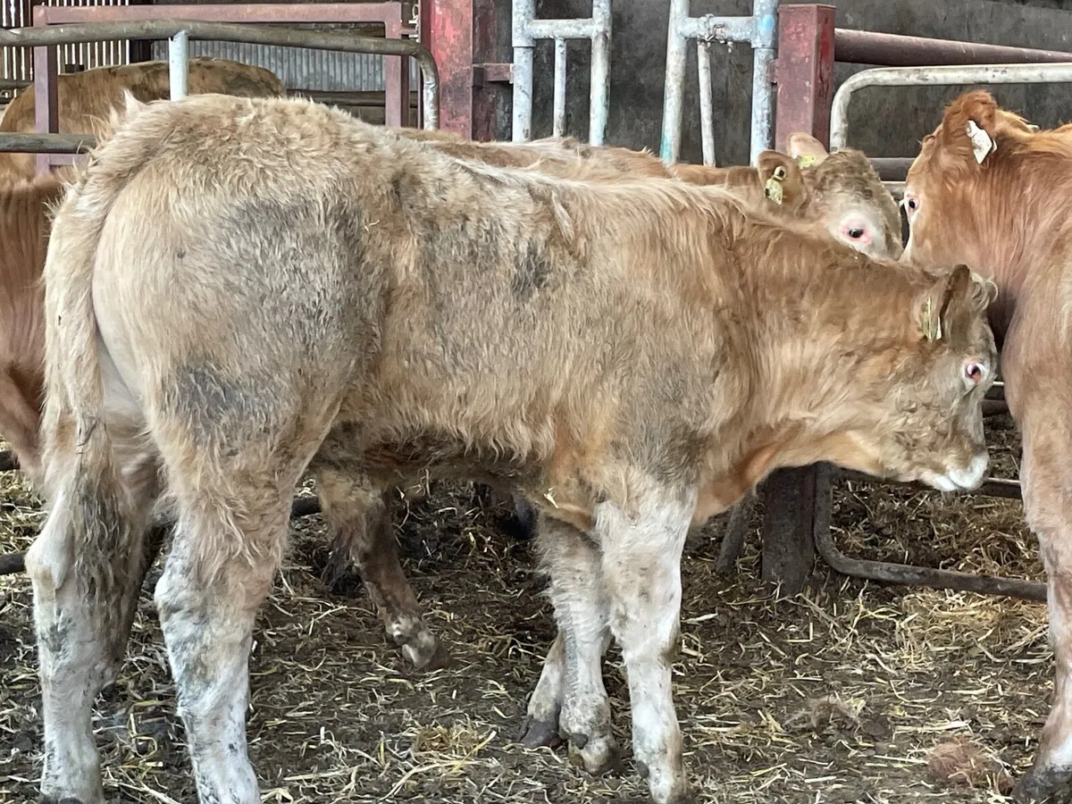 9 super 300 kg bull Weanlings - Image 3