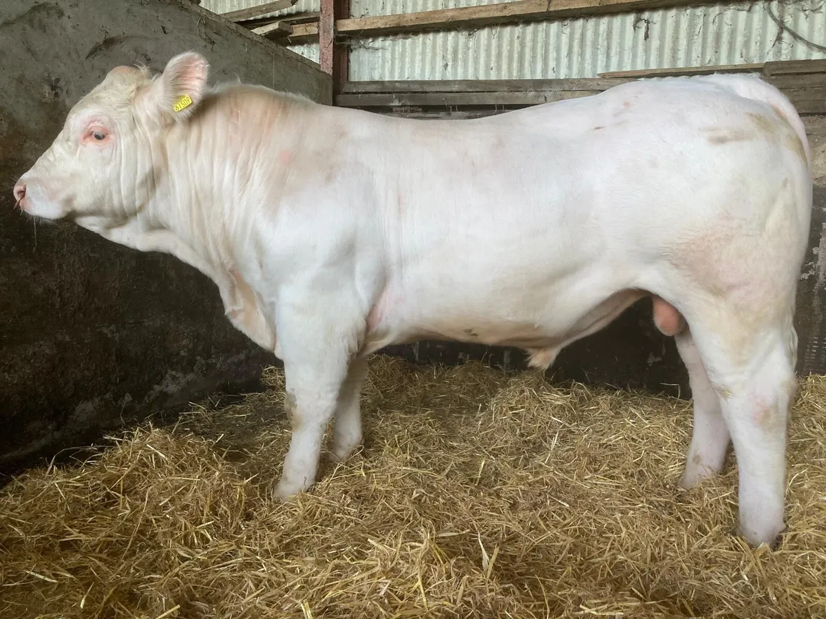 Pedigree Charolais Bulls - Image 2
