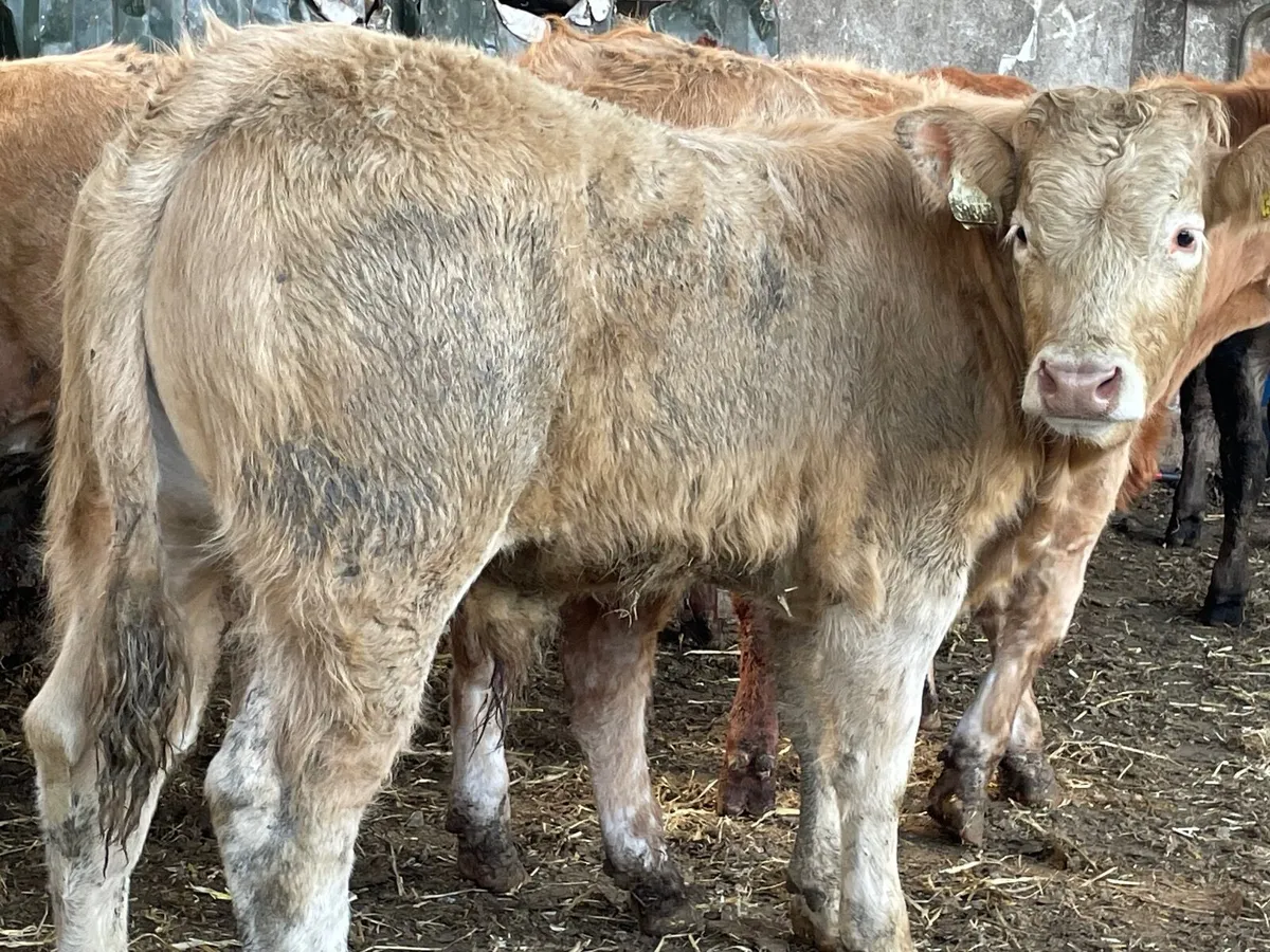 9 super 300 kg bull Weanlings - Image 4