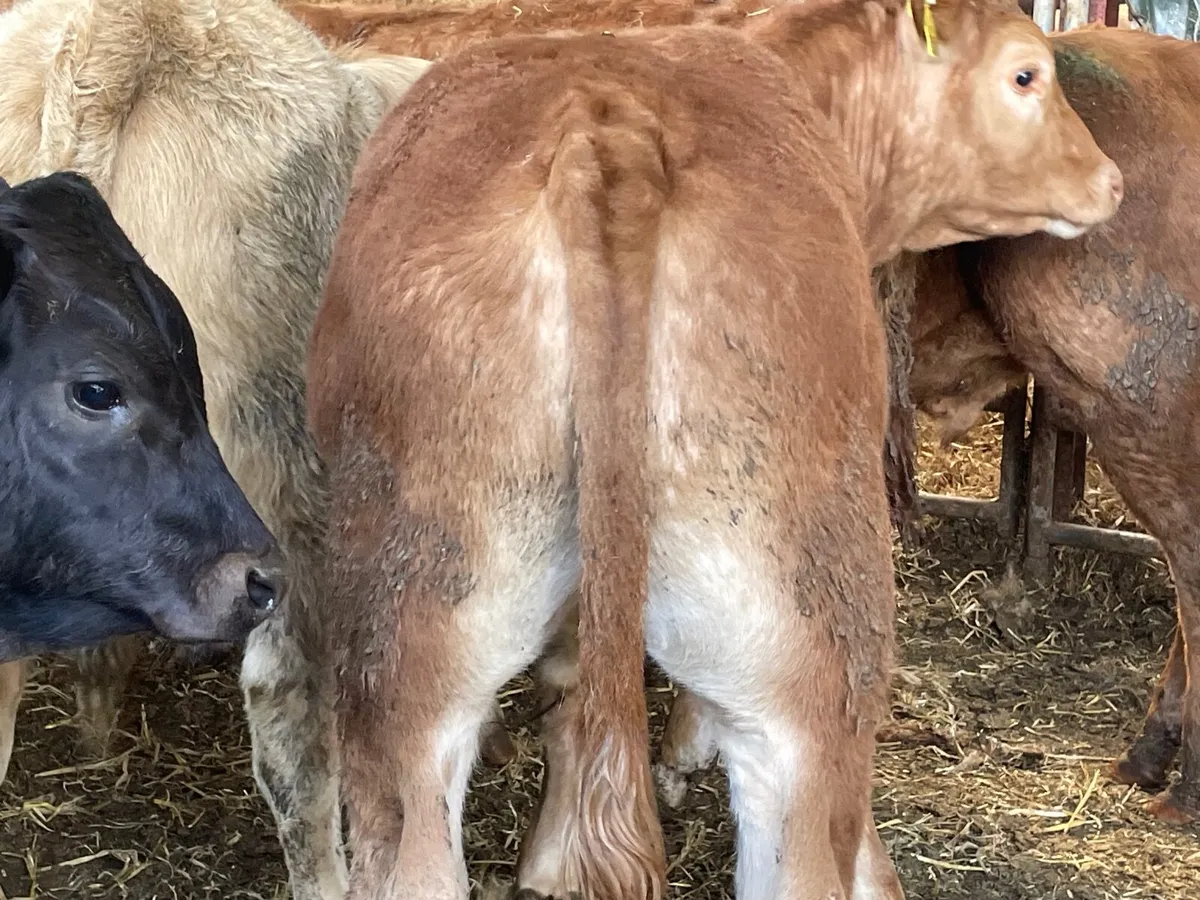 9 super 300 kg bull Weanlings - Image 2