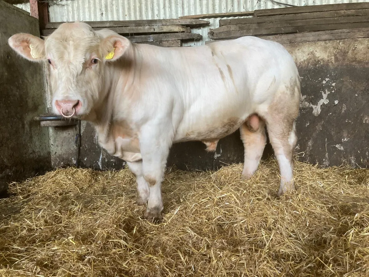 Pedigree Charolais Bulls - Image 3