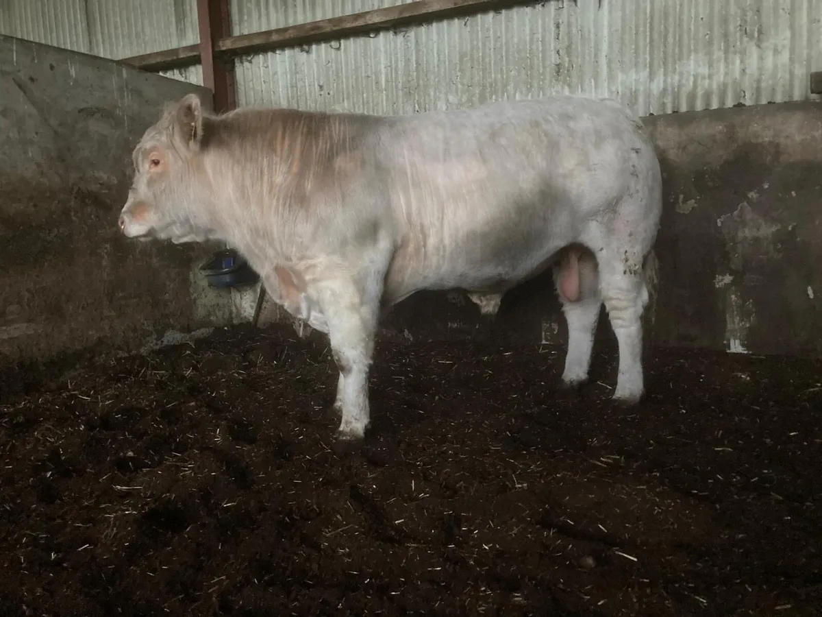 Pedigree Charolais Bulls - Image 4