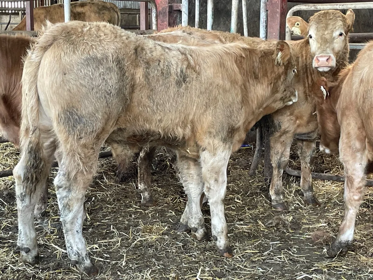 9 super 300 kg bull Weanlings - Image 1