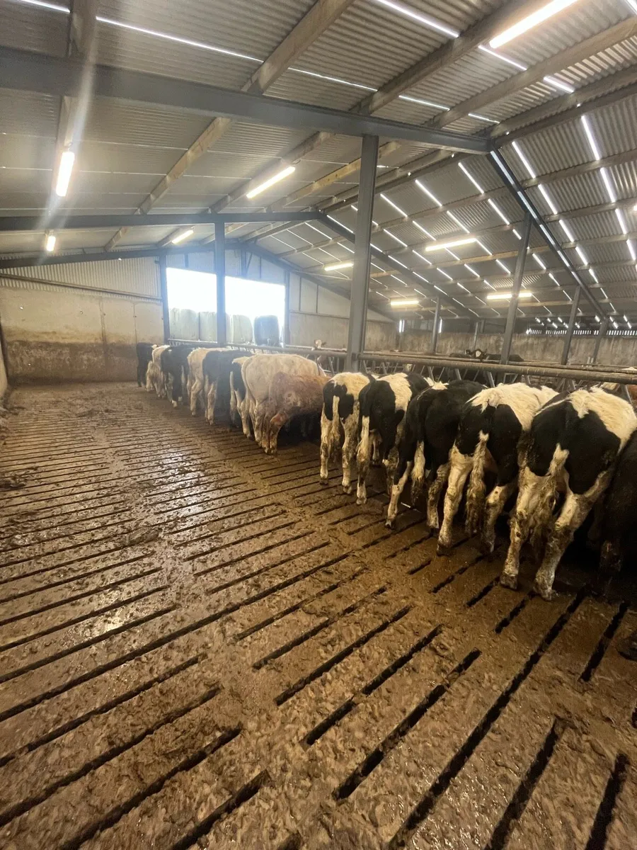 Bullocks - Image 4