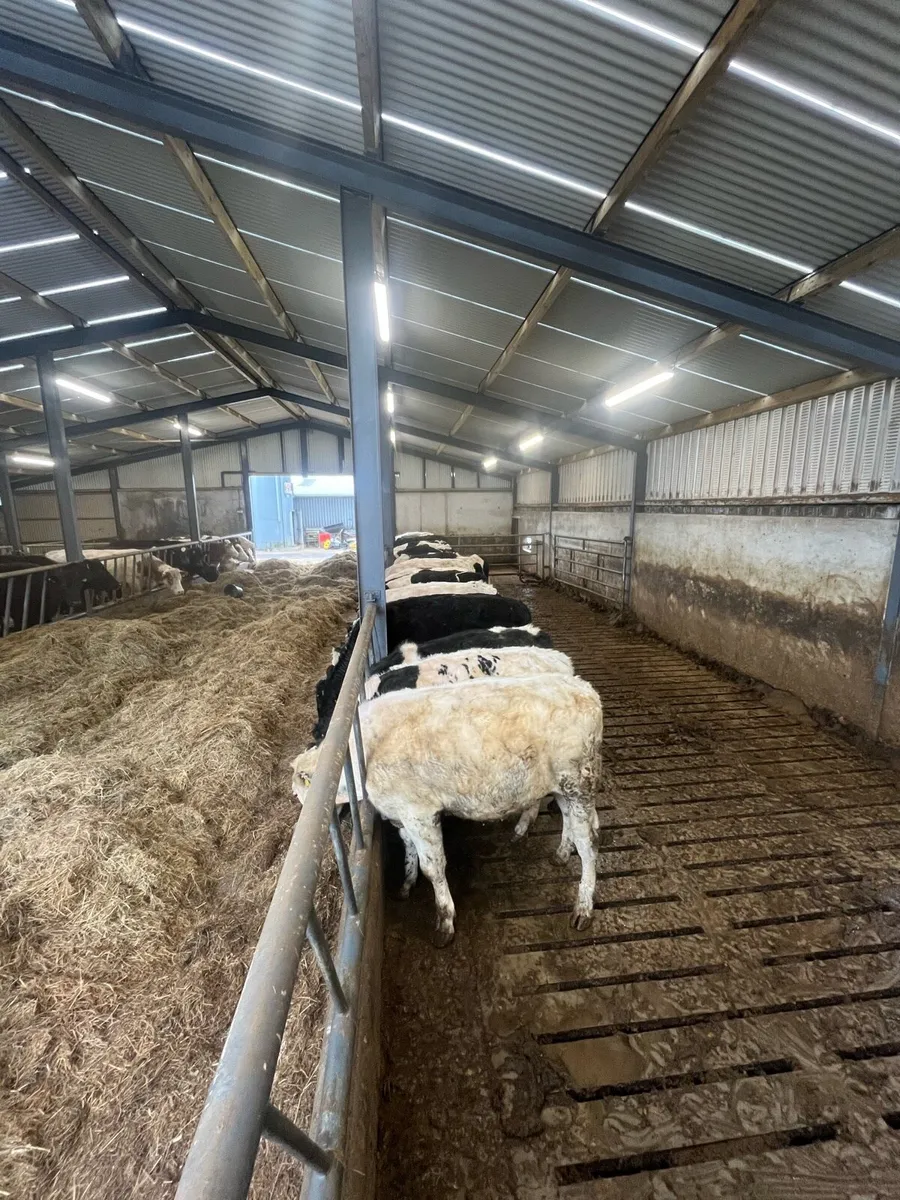 Bullocks - Image 1