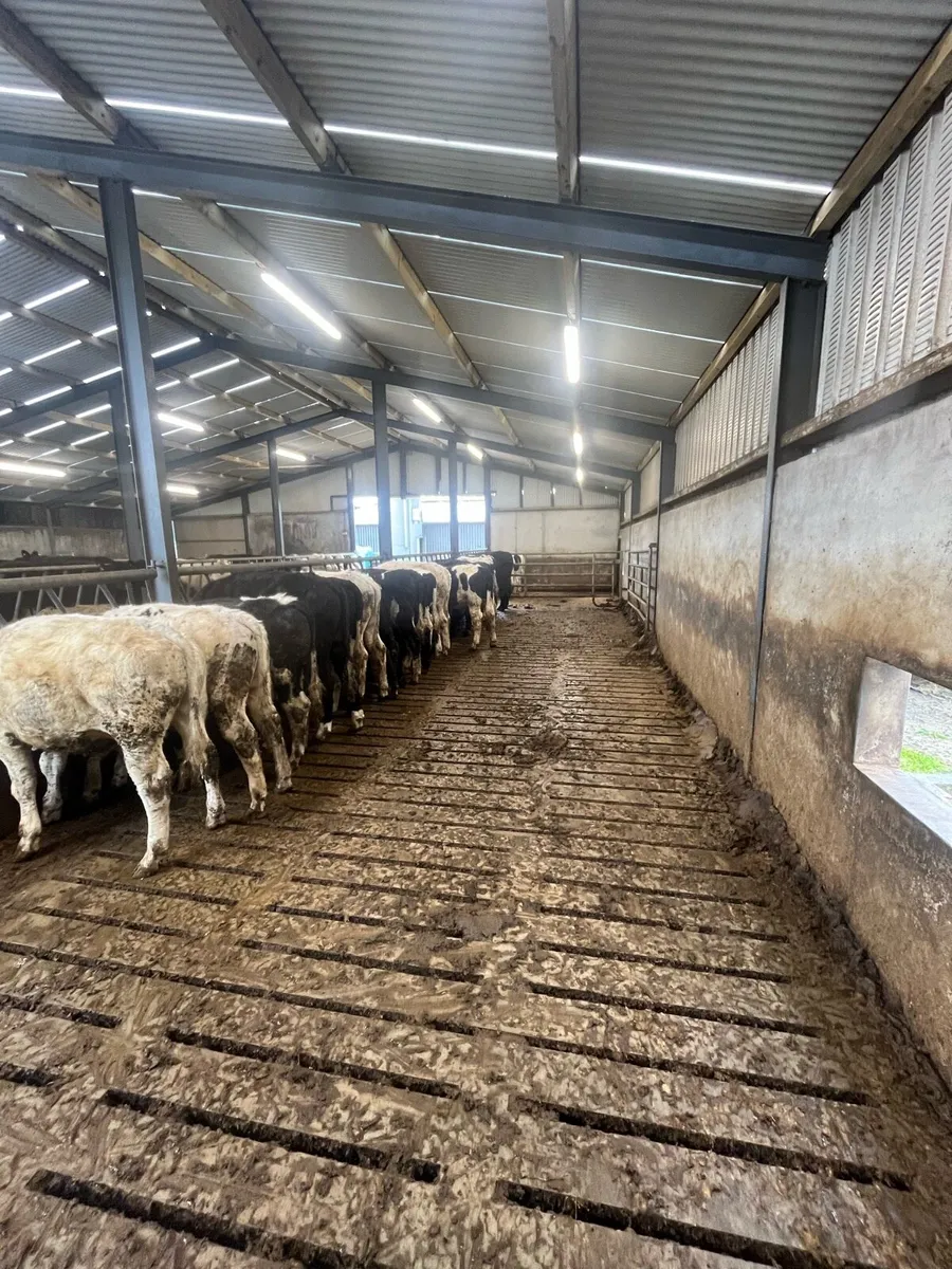 Bullocks - Image 2
