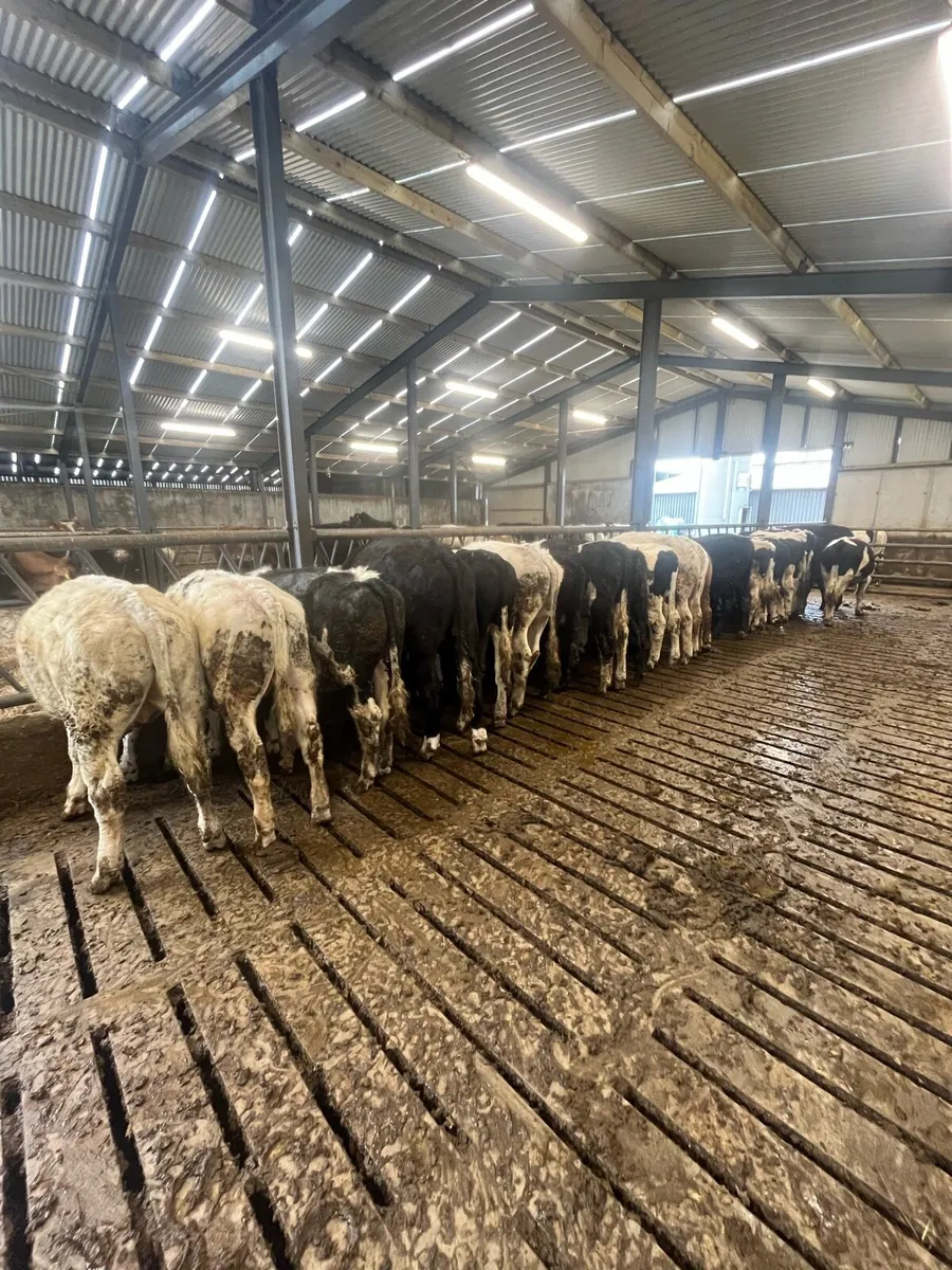 Bullocks - Image 3