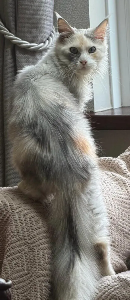 Maine Coon- Female