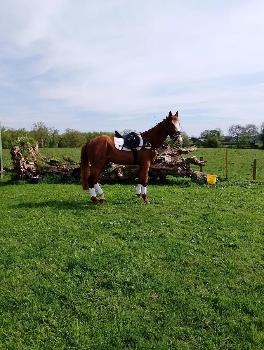 Horse  sport