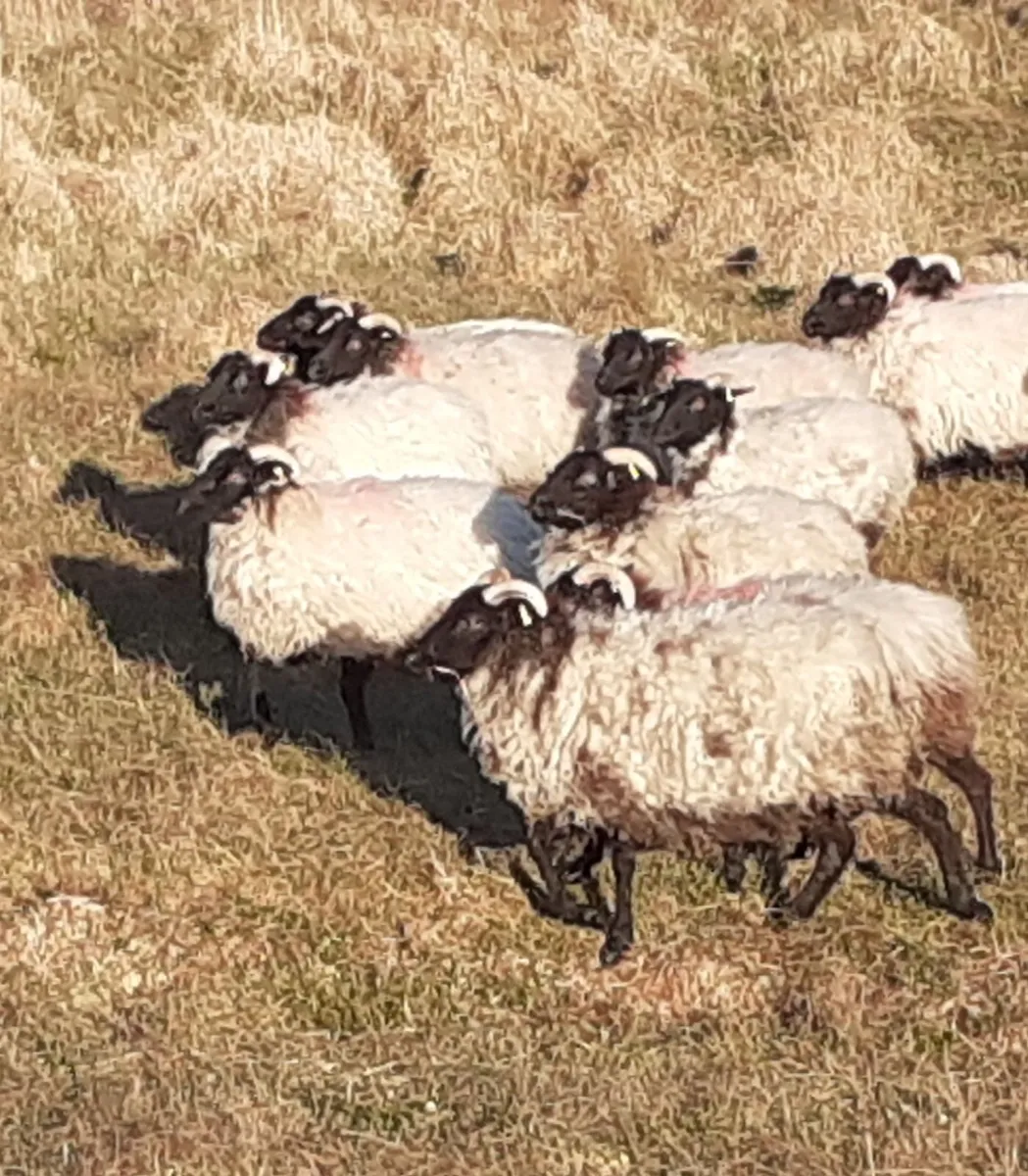 💥 💥Mayo/Connemara Blackface Mountain Hoggets💥💥 - Image 2